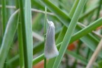 Elachista argentella