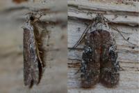 Agonopterix purpurea