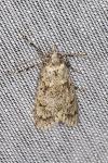 Diurnea fagella
