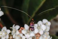 Adela australis