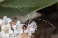 Adela australis