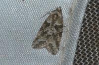Cnephasia cupressivorana