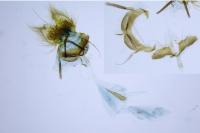 Cnephasia cupressivorana
