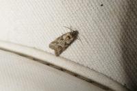 Cnephasia