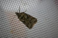 Cnephasia