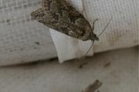 Cnephasia