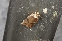 Agonopterix purpurea