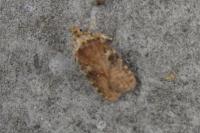 Agonopterix purpurea