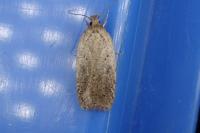 Agonopterix scopariella