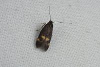 Borkhausenia minutella
