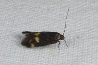 Borkhausenia minutella