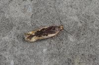 Cosmardia moritzella
