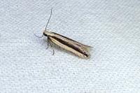 Mirificarma interrupta