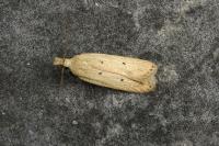 Nothris verbascella