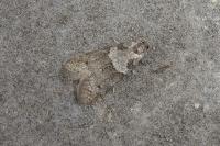 Tortricodes alternella