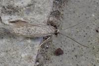 Urodeta hibernella