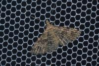 Alucita hexadactyla