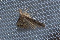 Alucita hexadactyla