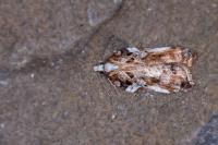 Acleris cristana