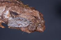 Agonopterix ocellana