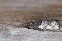 Phaneta pauperana