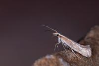 Plutella xylostella