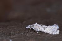 Ypsolopha asperella