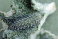 Wheeleria spilodactyla