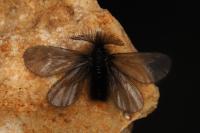 Ptilocephala plumifera
