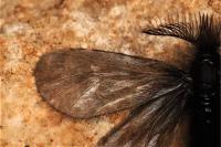 Ptilocephala plumifera