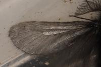 Ptilocephala plumifera