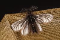 Ptilocephala plumifera