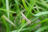 Plutella xylostella