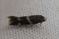 Elachista stabilella