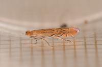 Phyllonorycter messaniella
