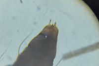 Phyllonorycter messaniella