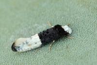 Trichophaga bipartitella