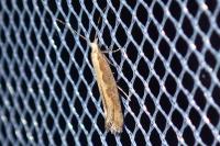 Plutella xylostella