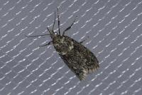 Diurnea fagella