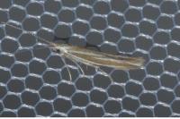 Coleophora albicosta
