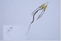 Coleophora albicosta