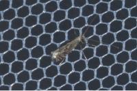 Parornix finitimella