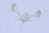 Parornix finitimella