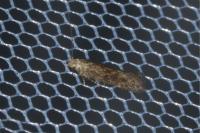 Scrobipalpa acuminatella