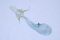Scrobipalpa acuminatella