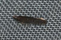 Neofaculta ericetella