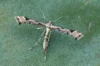 Platyptilia gonodactyla