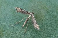 Platyptilia gonodactyla