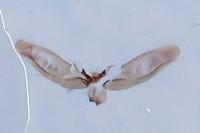 Platyptilia gonodactyla
