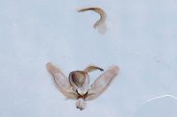 Platyptilia gonodactyla